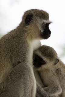 Just Eat the Monkey: Keeping it Simple in Birth and Breastfeeding